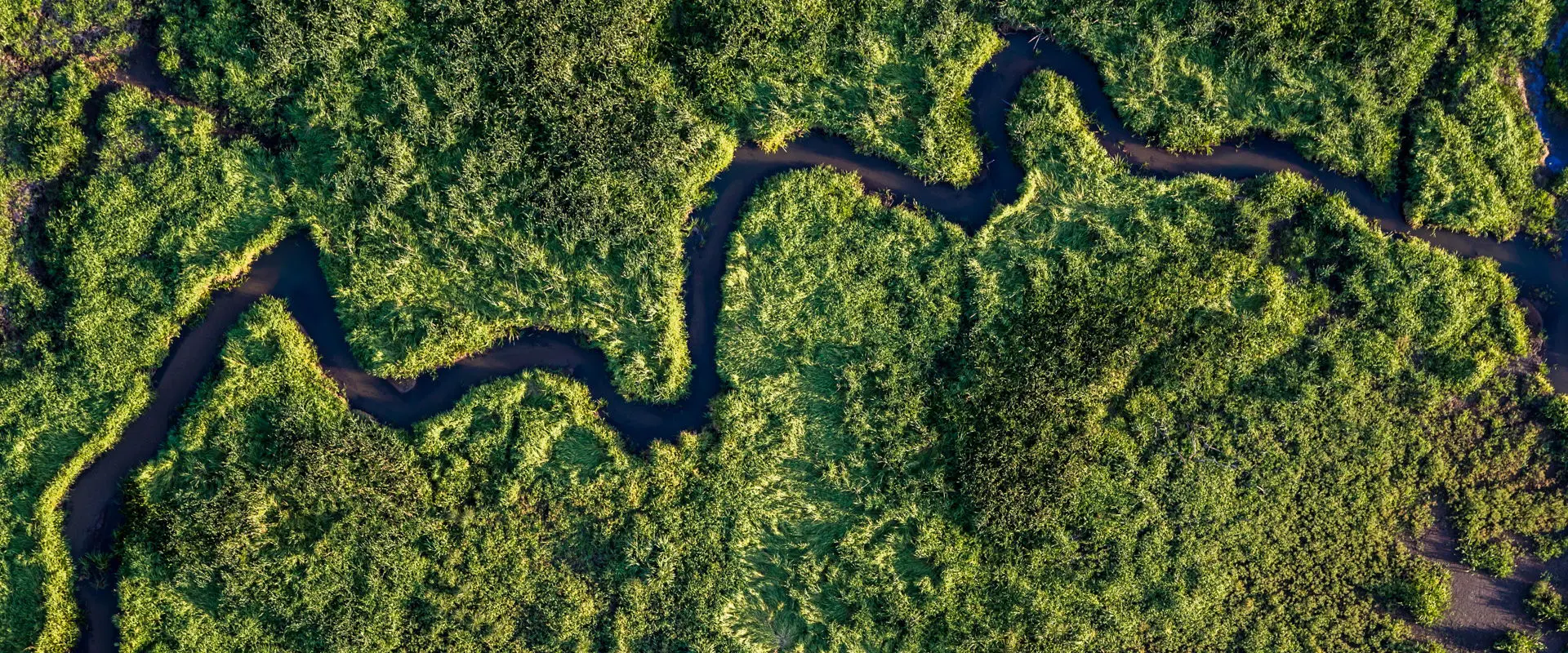 Meandrująca rzeka-zdjęcie-Robert-Lesiuk-Fundacja-dla-Przyrody-1980×800