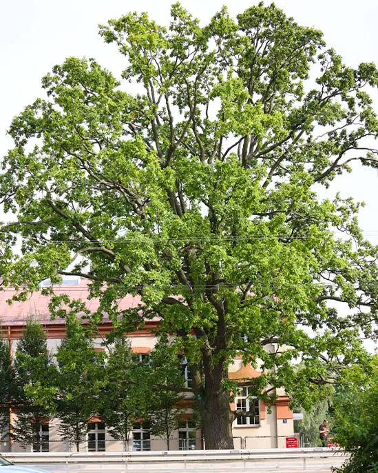 dąb_szypułkowy_pomnik_przyrody_lublin_al.kraśnicka pomniki przyrody