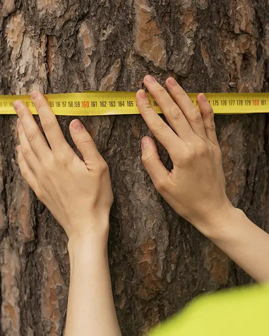high-angle-forest-warden-with-measuring-tape pomniki przyrody